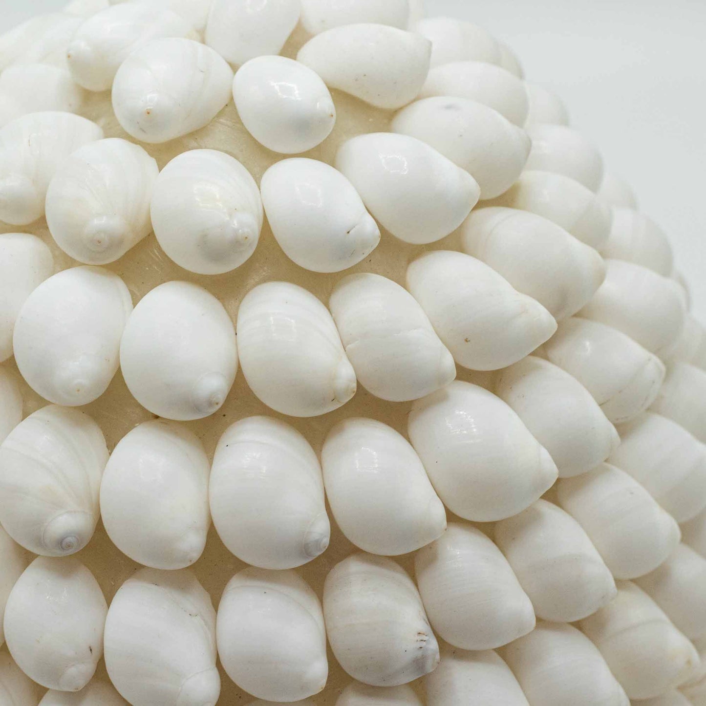 Boho Sea Shell Lamp – Buting Shell Oval 15cm | Handmade Natural Coastal Light | Ambient Beach-Inspired Home Décor