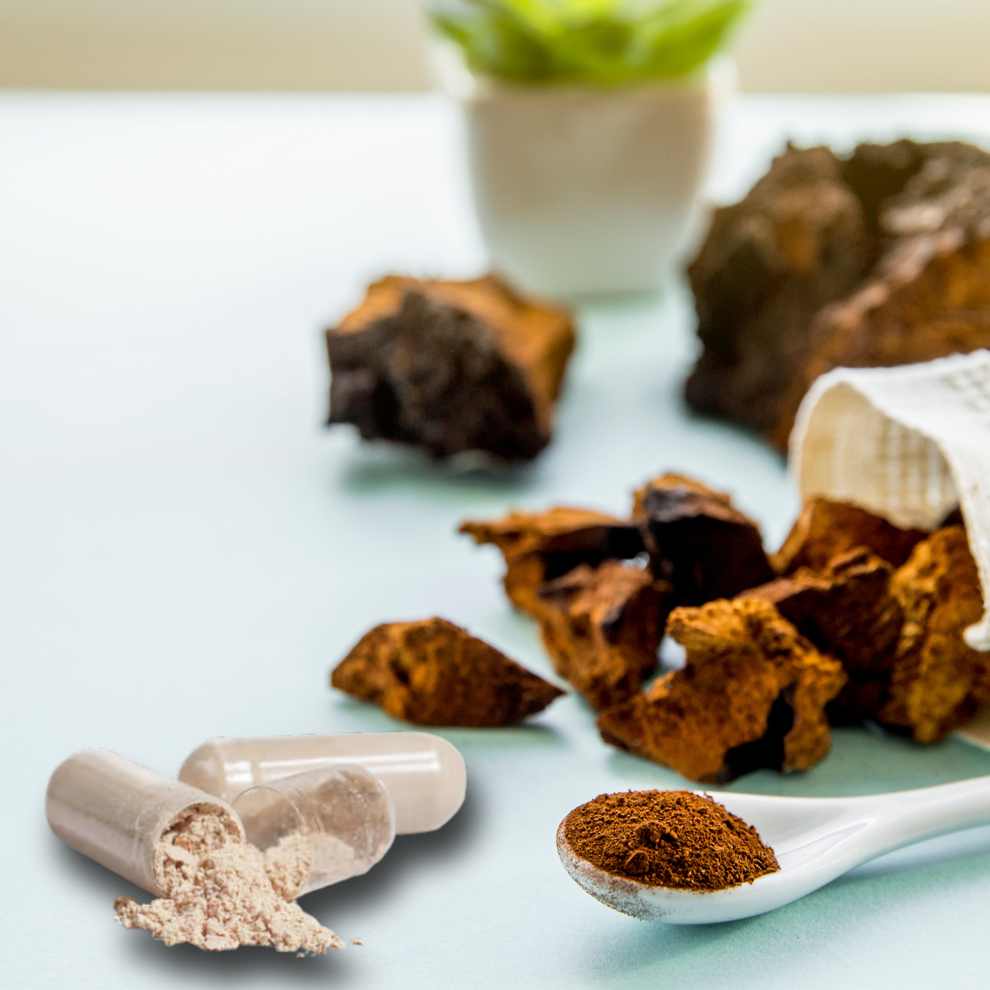 Chaga Mushroom Capsules – Immune, Gut & Antioxidant Support